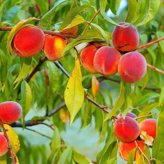 Aadu Sharbati Peach Live Grafted Plant | Prunus Persica Fruit Tree