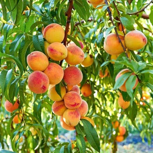 Aadu Sharbati Peach Live Grafted Plant | Prunus Persica Fruit Tree