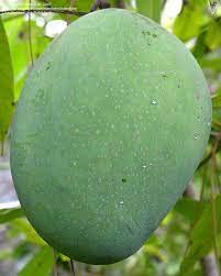 Bombay Mango Plant