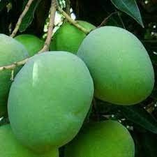 Bombay Mango Plant
