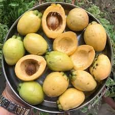 Rose Apple (Gulab Jamun) Plant