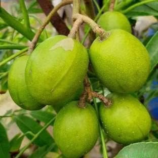 Hog Plum (Amra) Pack Of 1 Grafted