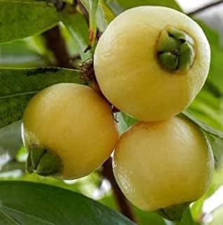 Rose Apple (Gulab Jamun) Plant