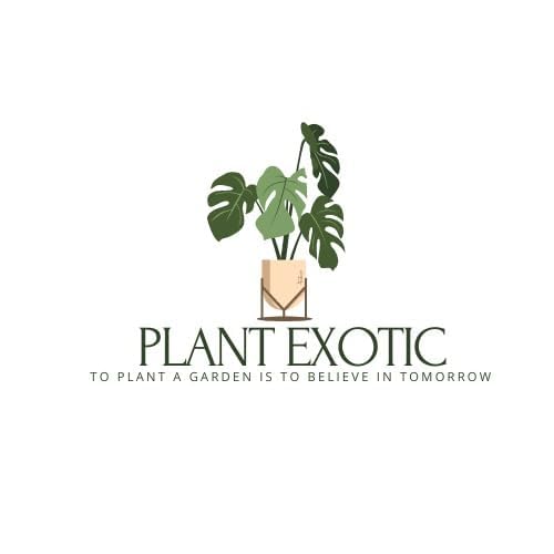 PlantEotic Variegated Money Indoor Live Plant , Air Purifier Money Plants Best for Living Room, Home, Office, Table & Kitchen