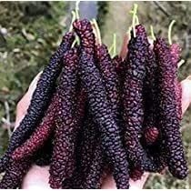 PLANT EXOTIC |Finger Taiwan Mulberry/Shahtoot Plant Bearing Fresh&Healthy |Must-Have Sweet Layering/Grafted For Gardeners |Live Hybrid Plant | All Season Rare Tropical Tasty Fruit Tree