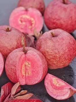 Malaysian Sweet Red Guava Live Plant