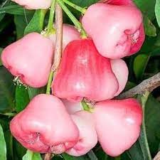 Pink Java Water Apple (Grafted) Live Plant