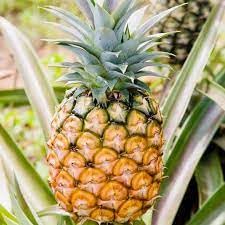 Yellow Pineapple  Live Plant