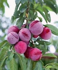 Plum (Aloo Bukhara) Live Plant