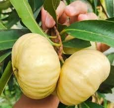 Rose Apple (Gulab Jamun) Plant