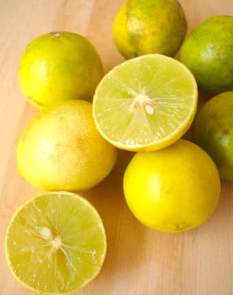 PlantExotic All Season Kagzi Nimbu Tree for Home Garden  Seedless Lemon Plant