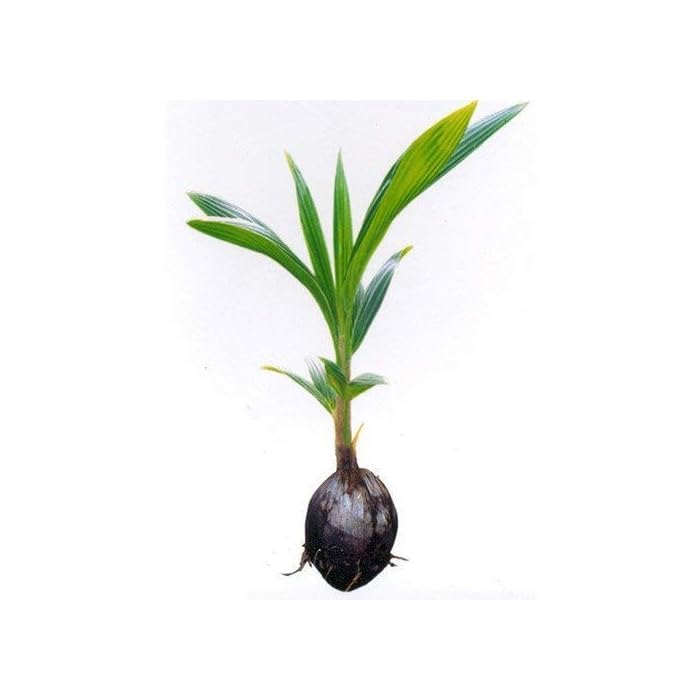 Dwarf Green Yellow Hybrid Coconut Plant