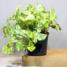 PlantEotic Variegated Money Indoor Live Plant , Air Purifier Money Plants Best for Living Room, Home, Office, Table & Kitchen
