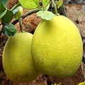 Pomelo Batapi (Citrus Grandis)