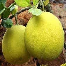 Pomelo Batapi (Citrus Grandis)