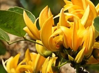 PlantExotic Rare All Time Dwarf Yellow Palash/Butea Very Rare Flowering Tree Plant[Butea Monosperma Ornamental/Medicinal Live Plant [Healthy Plant For Home & Garden],(Pack Of 2