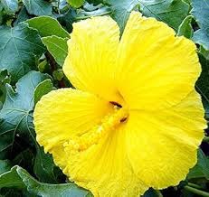 Hibiscus Yellow (Gudhal)