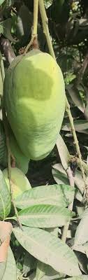 Noorjahan Mango Grafted Live Plant