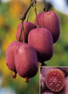 Red Kiwi Fruit Live Plant