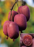 Red Kiwi Fruit Live Plant