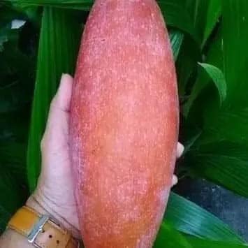 Thai Red Banana Mango Grafted Live Plant