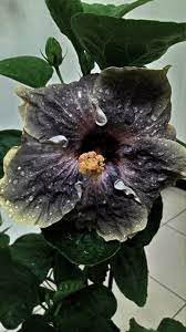 Australian Black Hibiscus Live Flower Plant | Rare Multi-Color Rose Mallow Hybrid