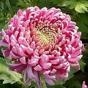 Snowball Chrysanthemum Pink (Hybrid)