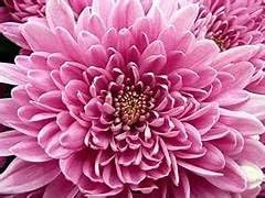 Snowball Chrysanthemum Pink (Hybrid)
