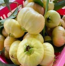 Rose Apple (Gulab Jamun) Plant