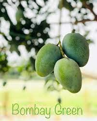Bombay Mango Plant (Standard Grafted)