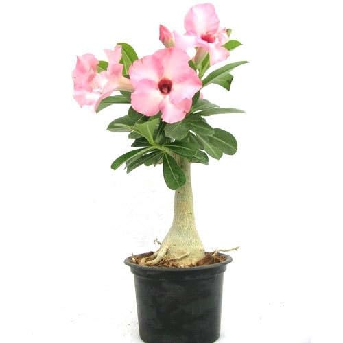 Desert Adenium Pink Bonsai Plant