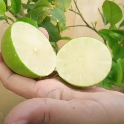 Thai Lemon (Guti Kolom/Air Layered)Live Plant