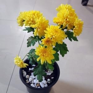 PlantExotic Snowball Chrysanthemum Yellow Live Plant