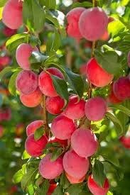 Plum (Aloo Bukhara) Live Plant