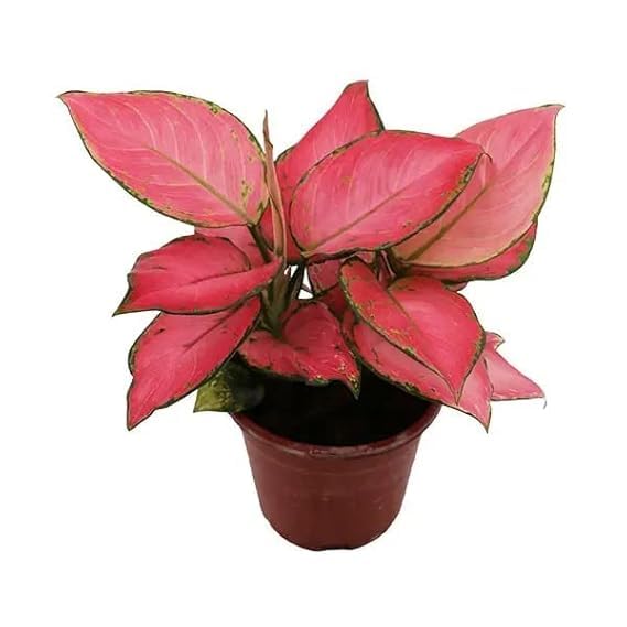Aglaonema Light Pink Live Indoor Plant | Premium Decorative Air Purifying Plant