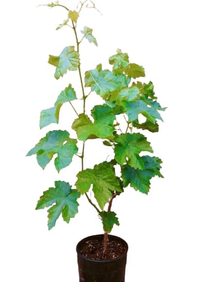 Golden Green Seedless Grape Plant