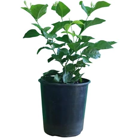 Hibiscus Yellow (Gudhal)