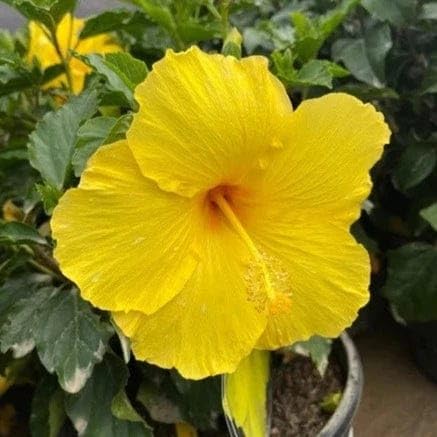 Hibiscus Yellow (Gudhal)
