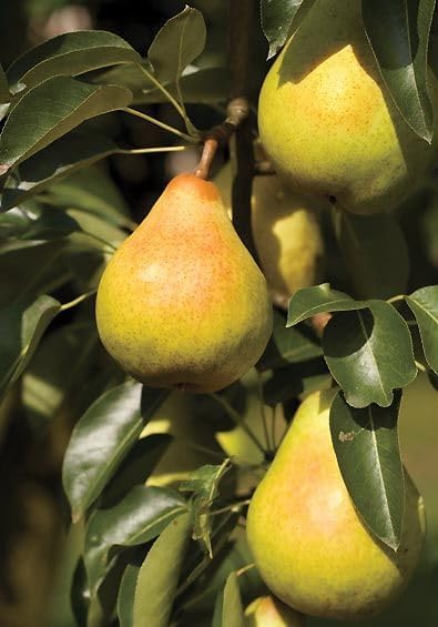 Babugosha Nashpati (Pear) Grafted Live  Plant