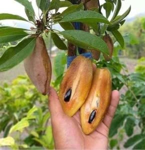 PlantExotic Original Variety Langcha/Lancha Sapota Plant/ Chikoo (Sapota) Grafted Plant