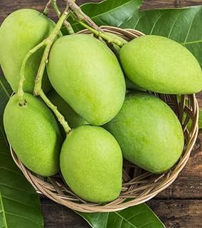 Kancha Meetha Mango Plant