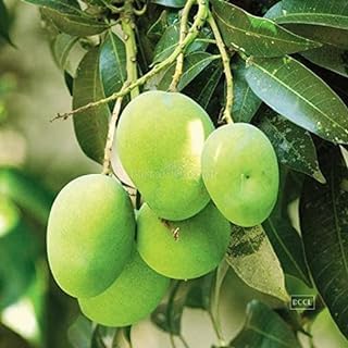 Kancha Meetha Mango Plant