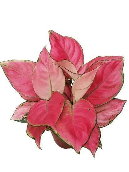 Aglaonema Beauty Live Indoor Plant | Air Purifying Decorative Foliage Plant