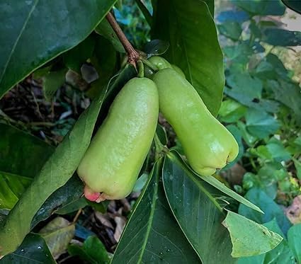 Green Java Apple Plant(Jamrul)