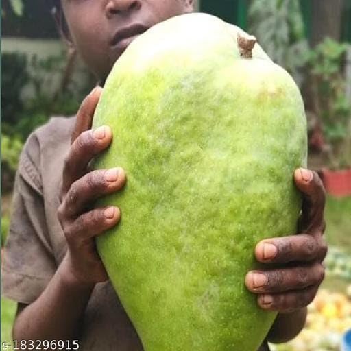 Noorjahan Mango Grafted Live Plant