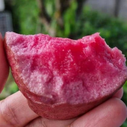 Malaysian Sweet Red Guava Live Plant