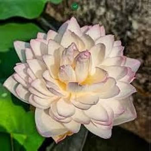 🌸 Flowering Plants
