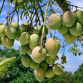 Kancha Meetha Mango Plant