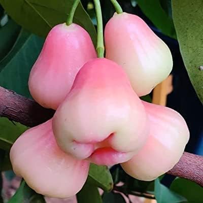 Pink Java Water Apple (Grafted) Live Plant