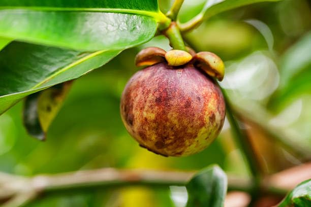 Mangosteen Live Plant (Purple Tropical Fruit)